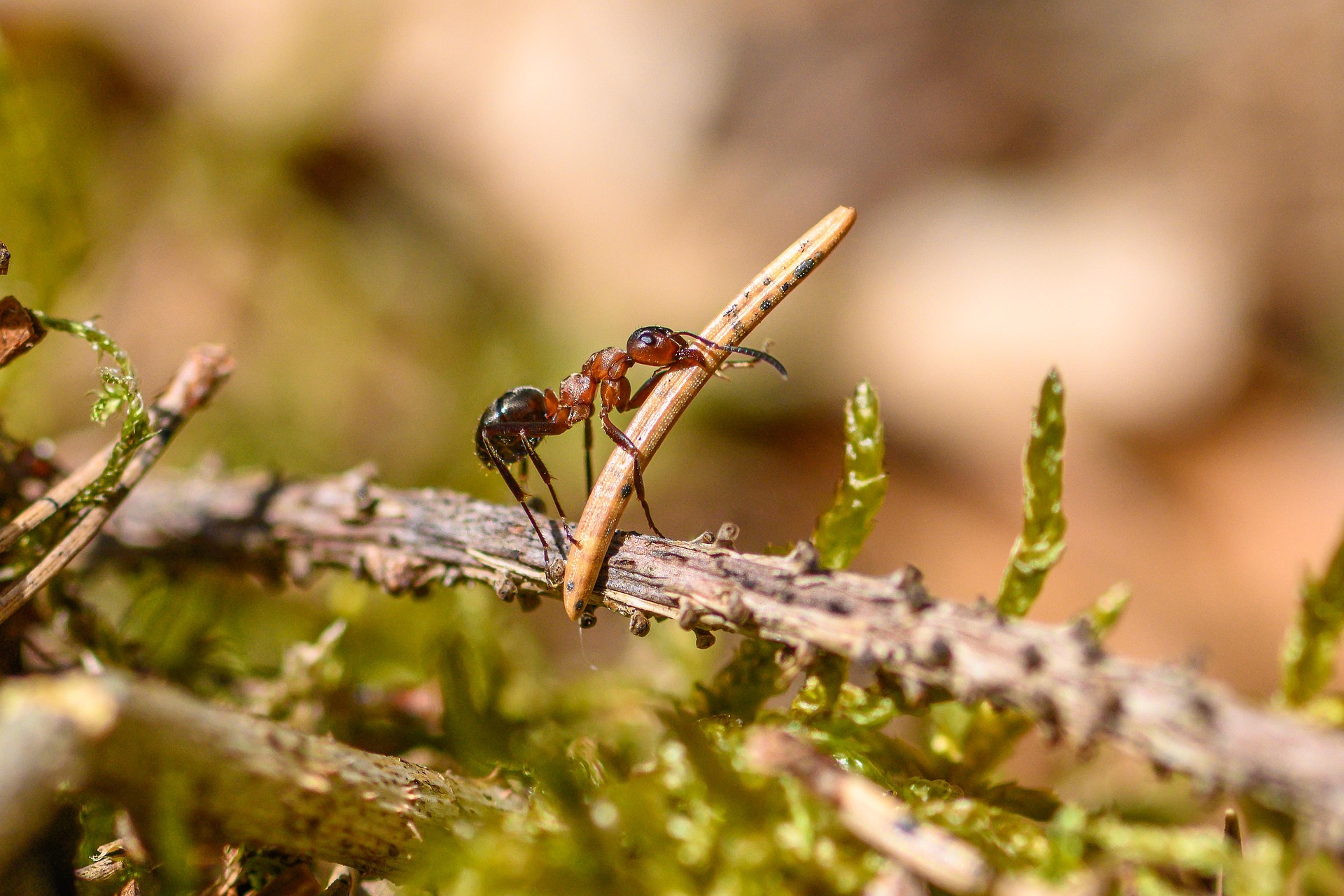 The Incredible World of Ant Farms: A Pet Trend Worth Exploring