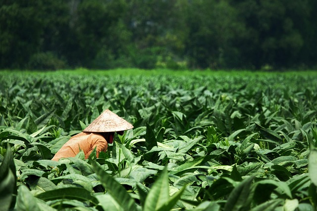 Farm Jobs en France – Récolte, élevage et travaux agricoles 2025