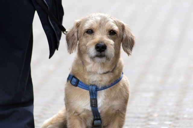 Tierheim Hunde: Ein Zuhause für liebenswerte Vierbeiner