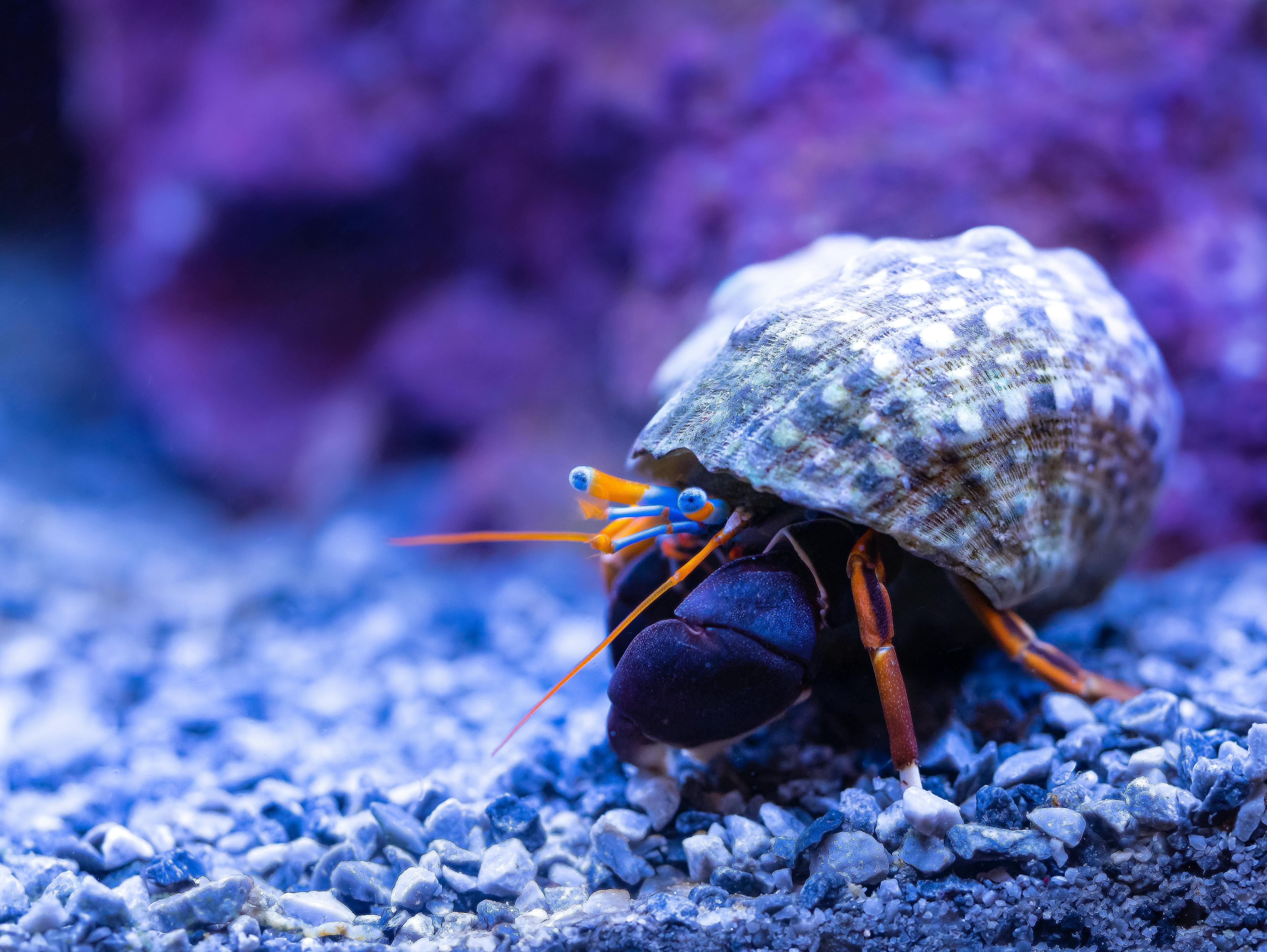 The Curious World of Hermit Crabs: An Inside Look