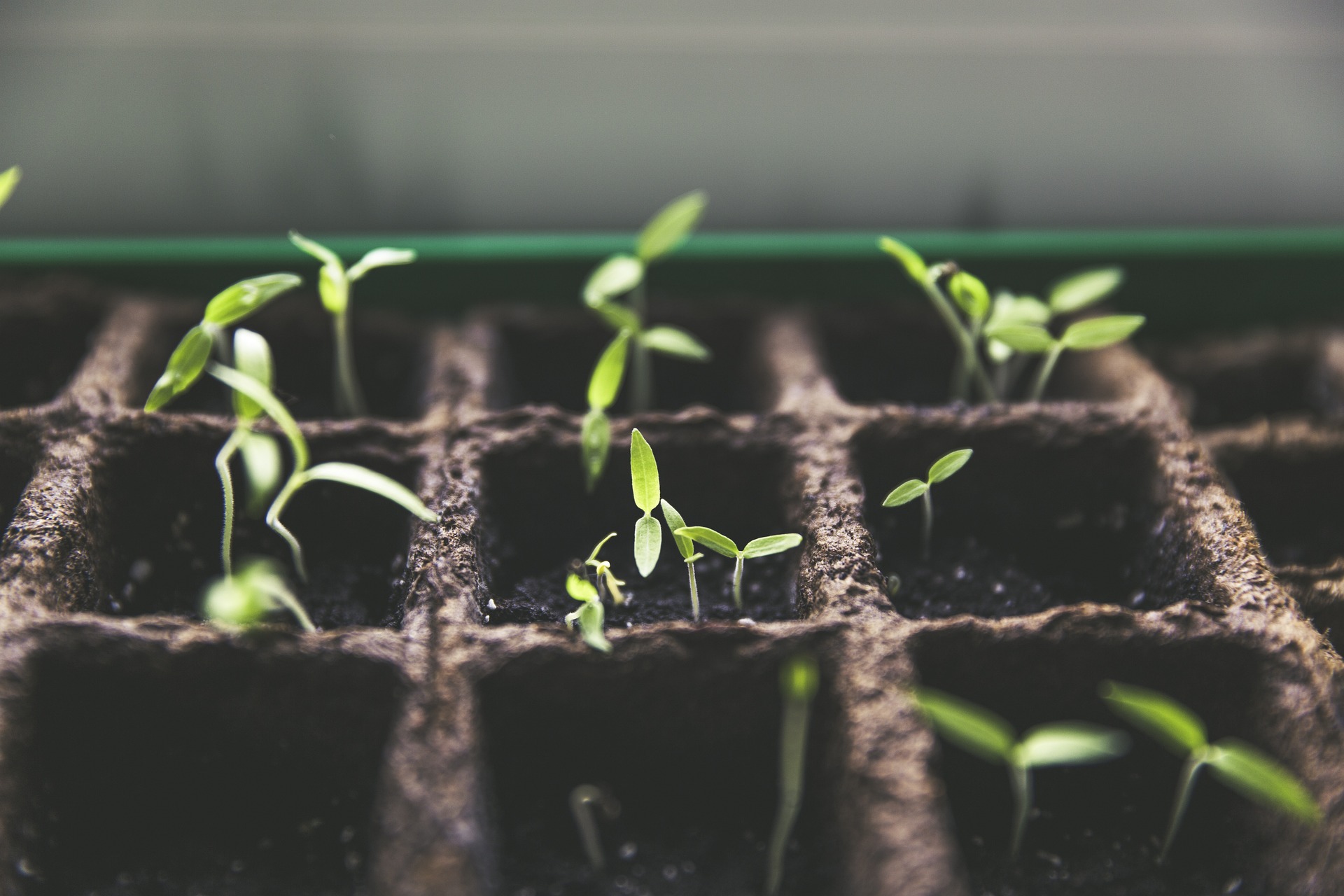Micro-jardinage: Transformer les Petits Espaces en Havres de Paix