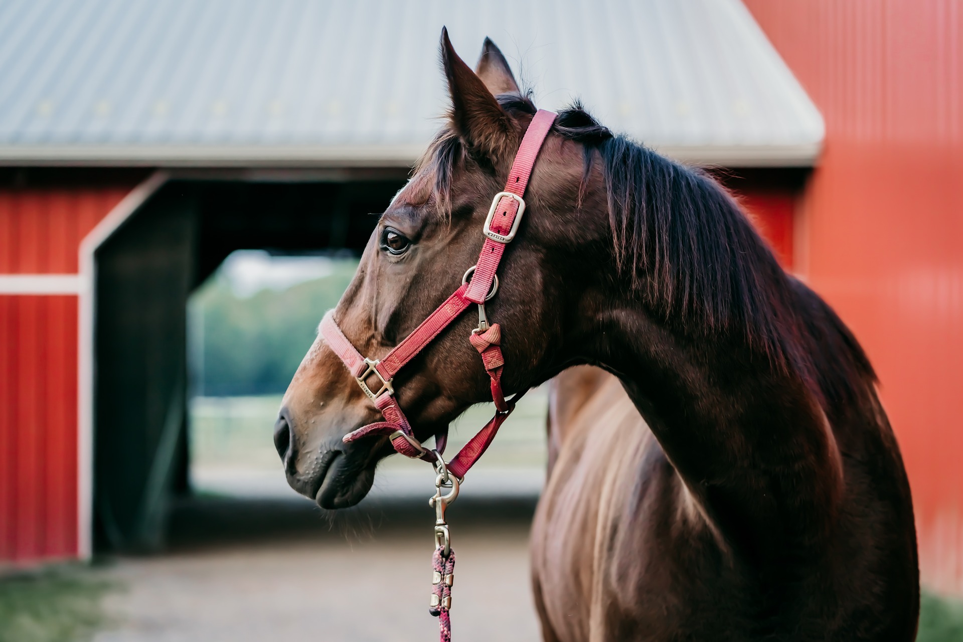 The World of Therapy Horses: Their Role, Impact, and Future