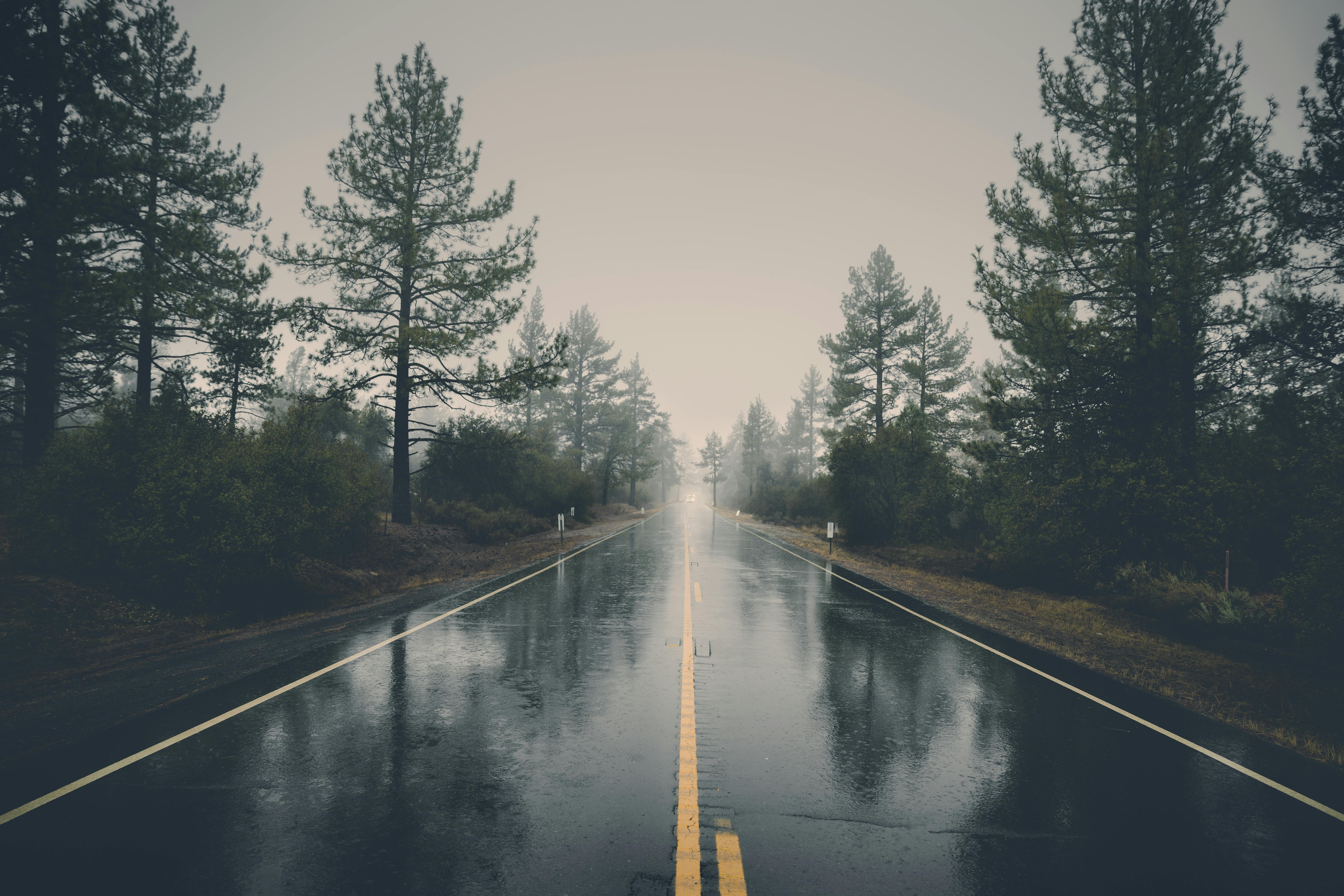 The Subtle Power of Petrichor: How Natural Phenomena Influence Human Behavior