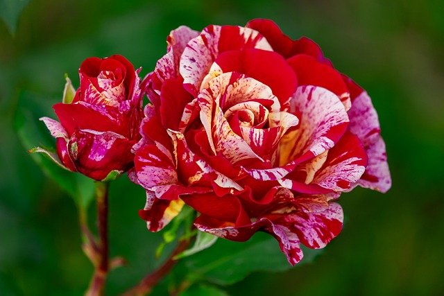 Entdecken Sie Faszinierende Blaue Rosen-Miniaturbilder