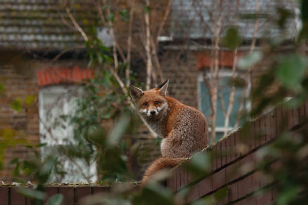 "Decoding the Secret Life of Urban Foxes: Insights into their Behavior and Survival Strategies"
