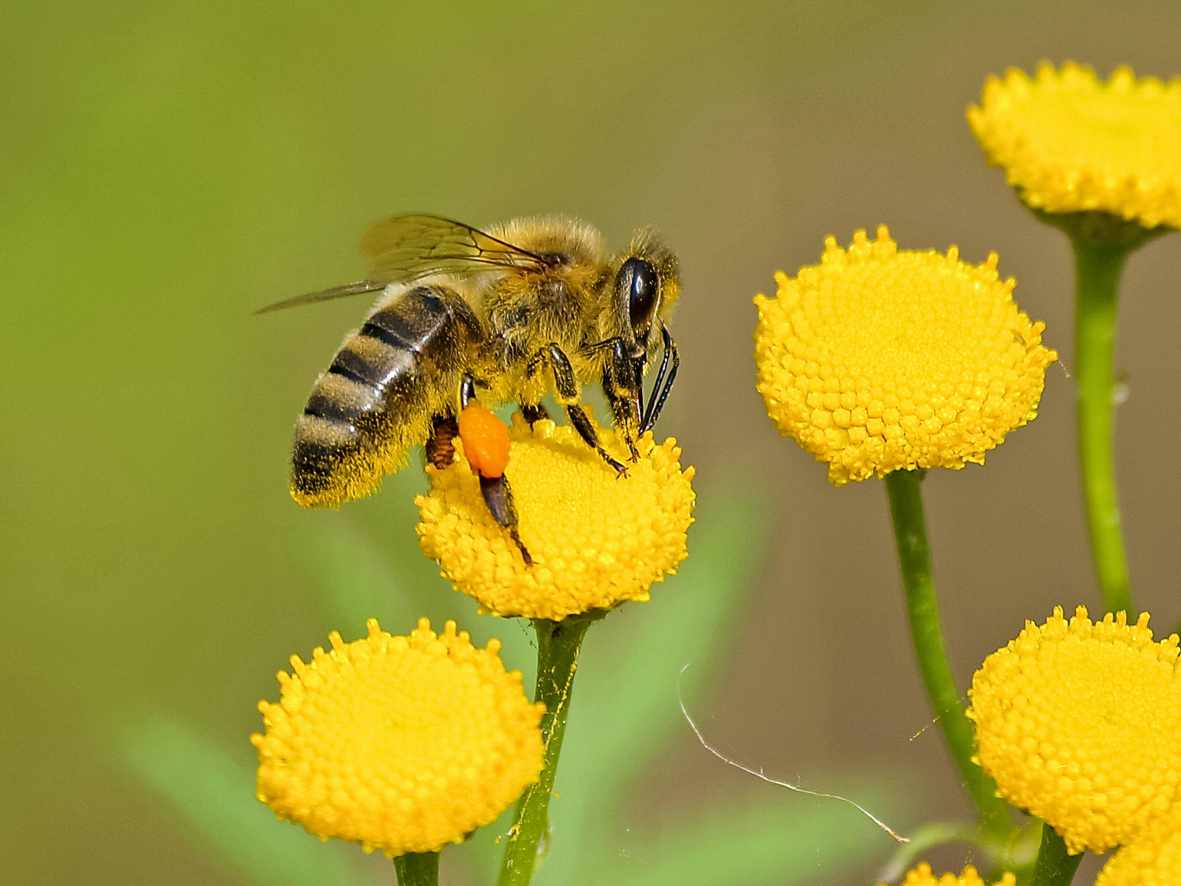 "The Unexplored Health Potential of Bee Products"
