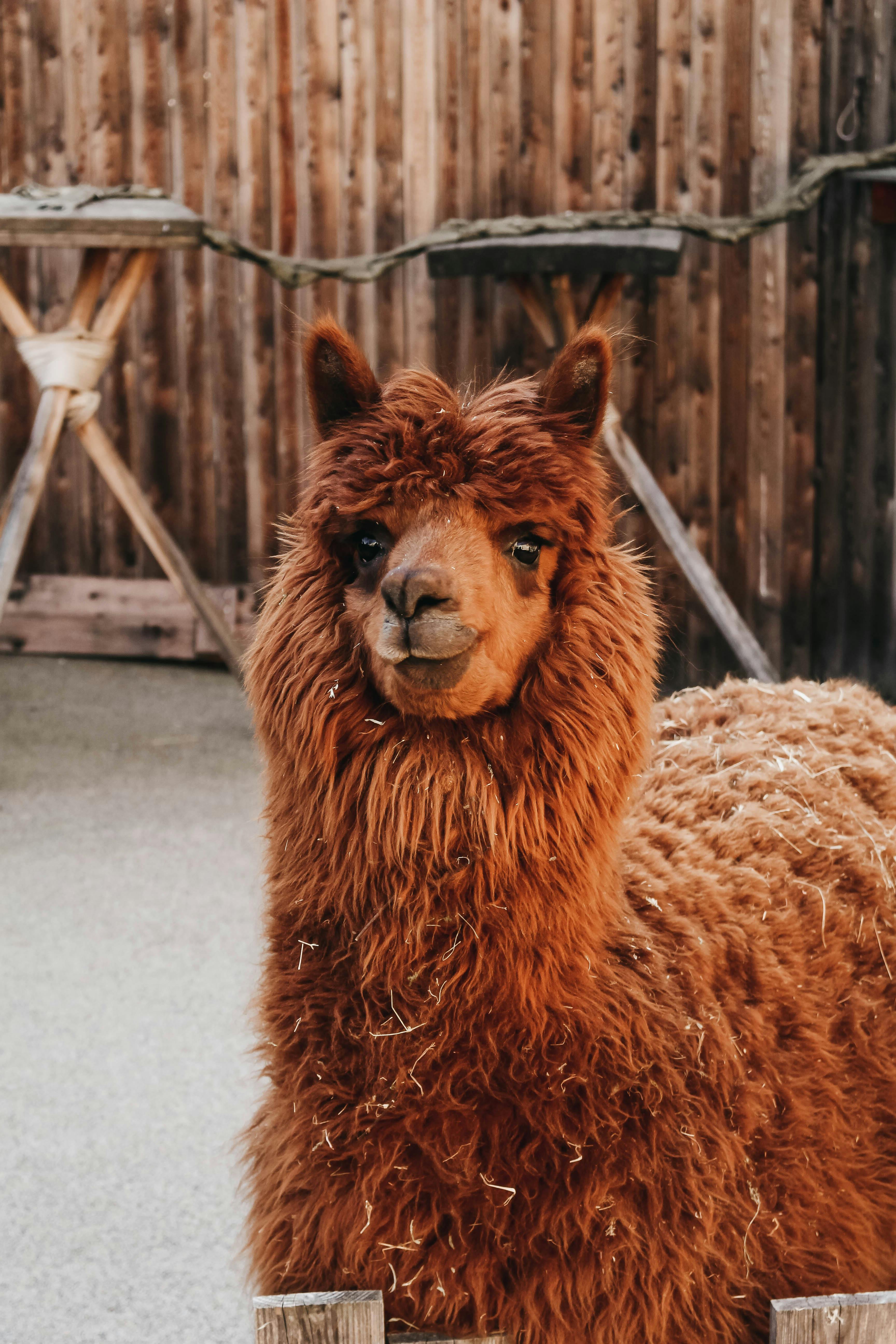 The Unsung Heroes: How Therapy Llamas are Transforming Mental Health Support