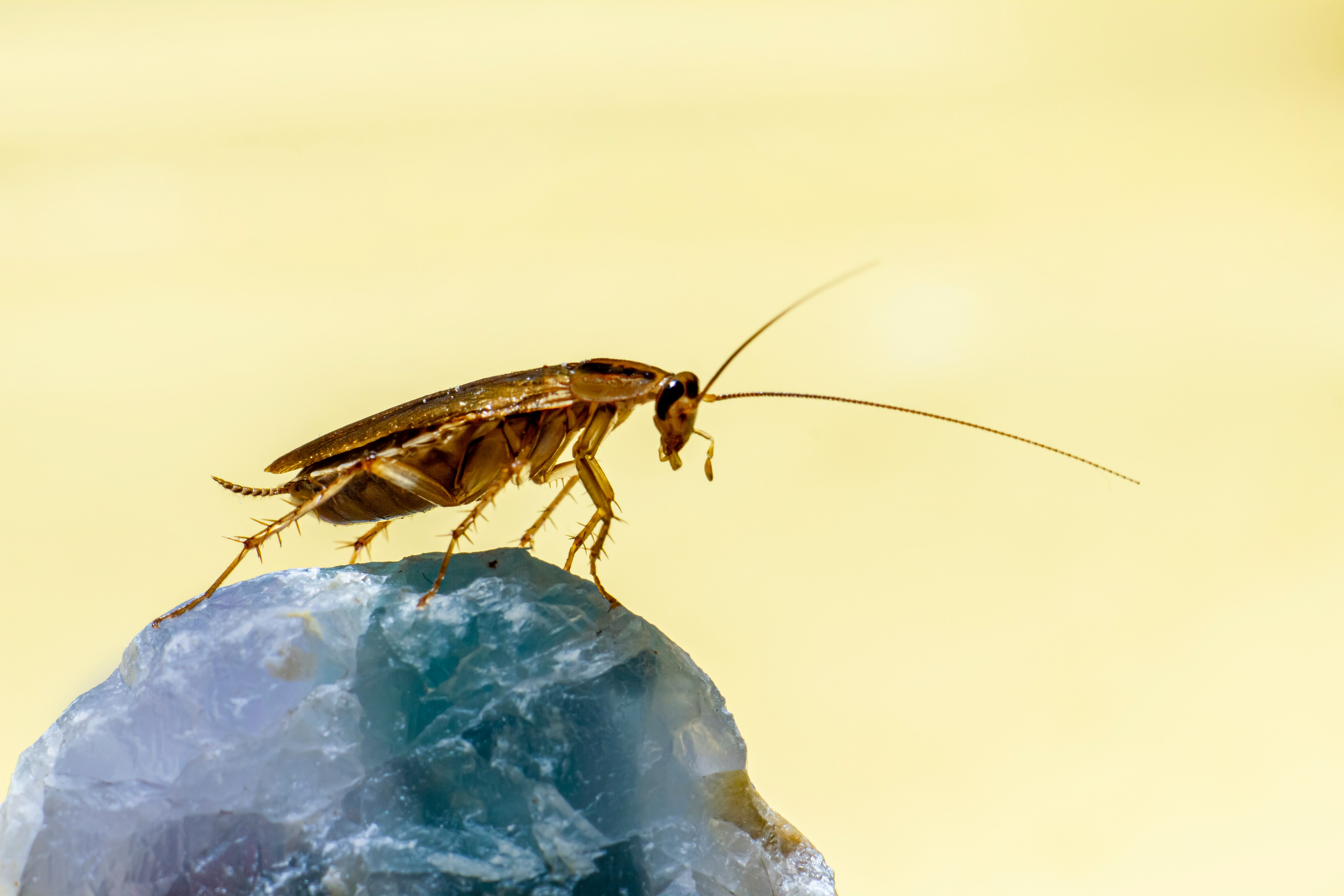 Simple solutions to control pests