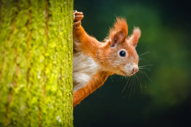 Reimagining Urban Wildlife: The Squirrel's Adaptation Story