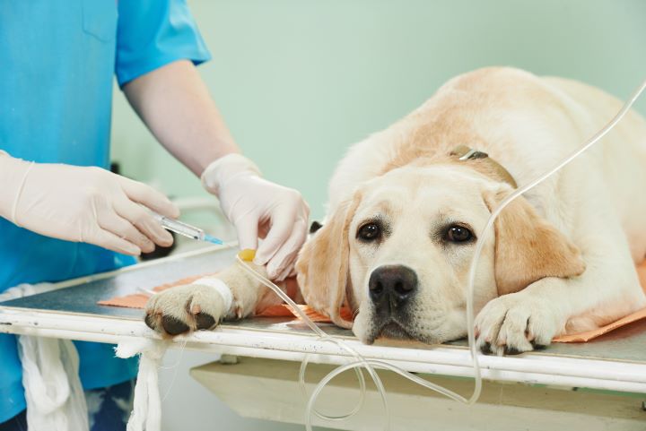 What You Need to Know About Pet Insurance