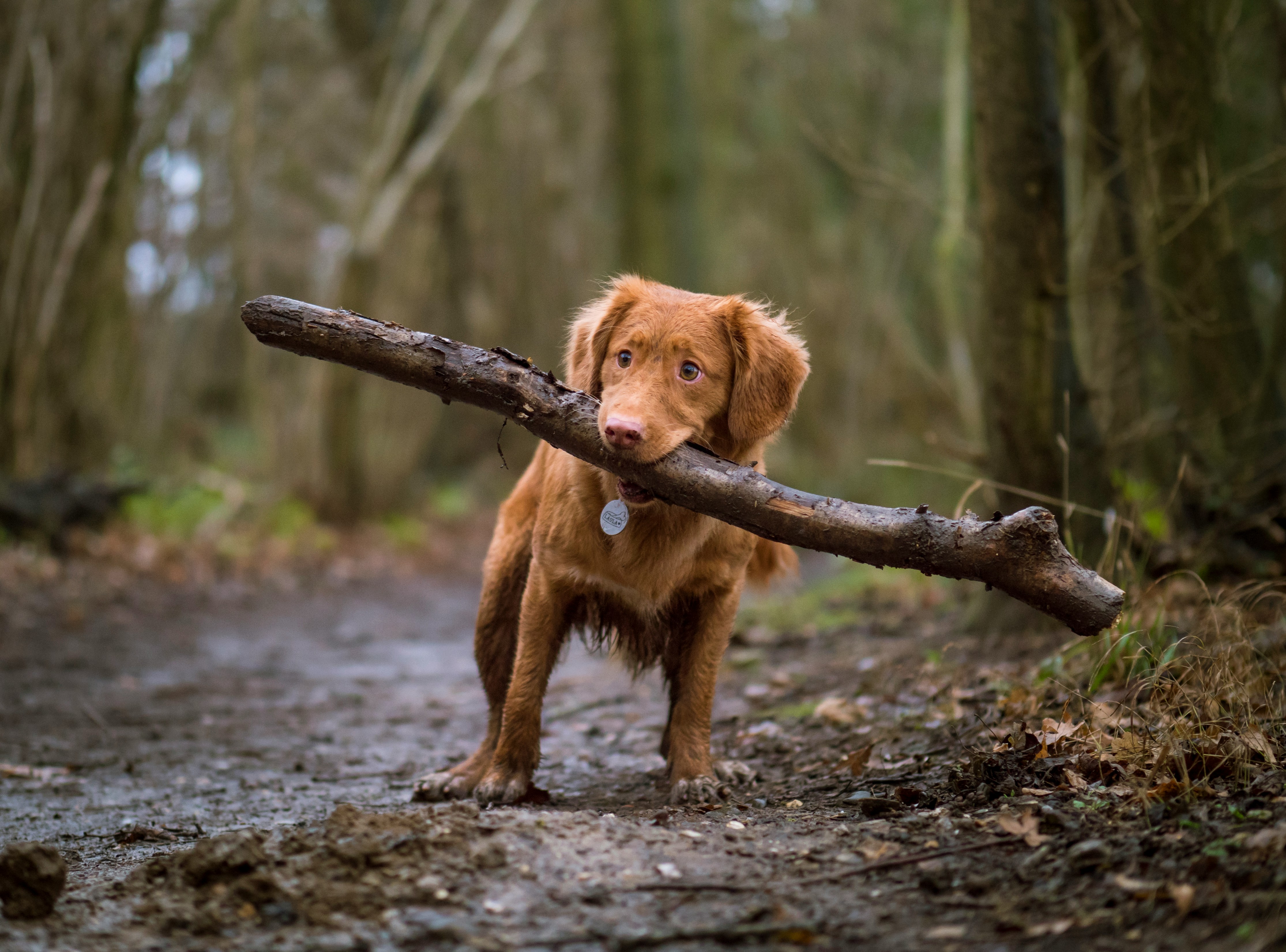 Canine Fitness: An In-depth Look into Doggy Exercise Regimes