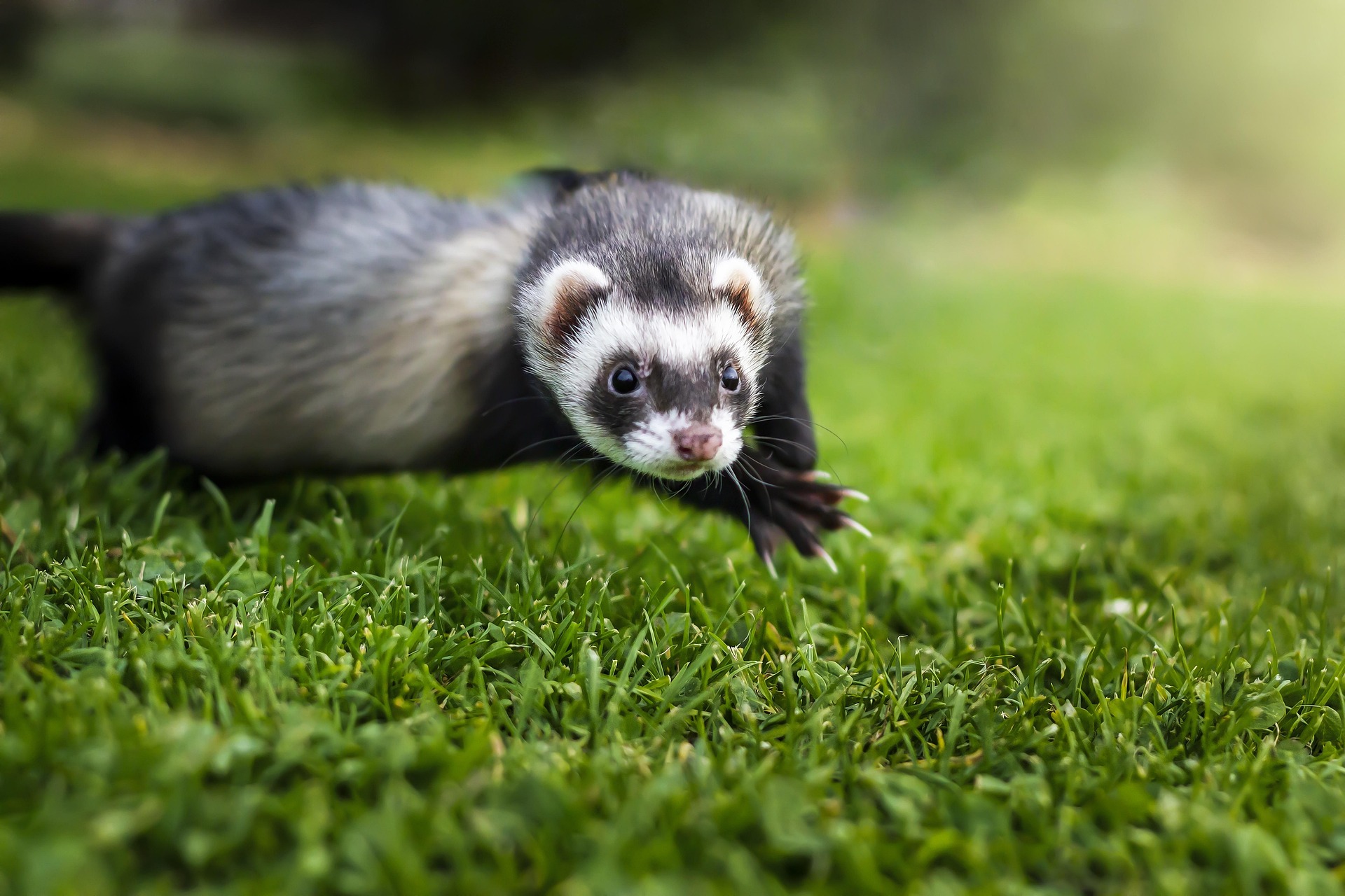Ferrets Unveiled: Understanding America's Third Most Favorite Pet