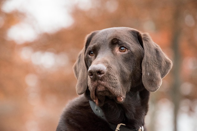 Discover the Benefits of the Halo Dog Collar Today