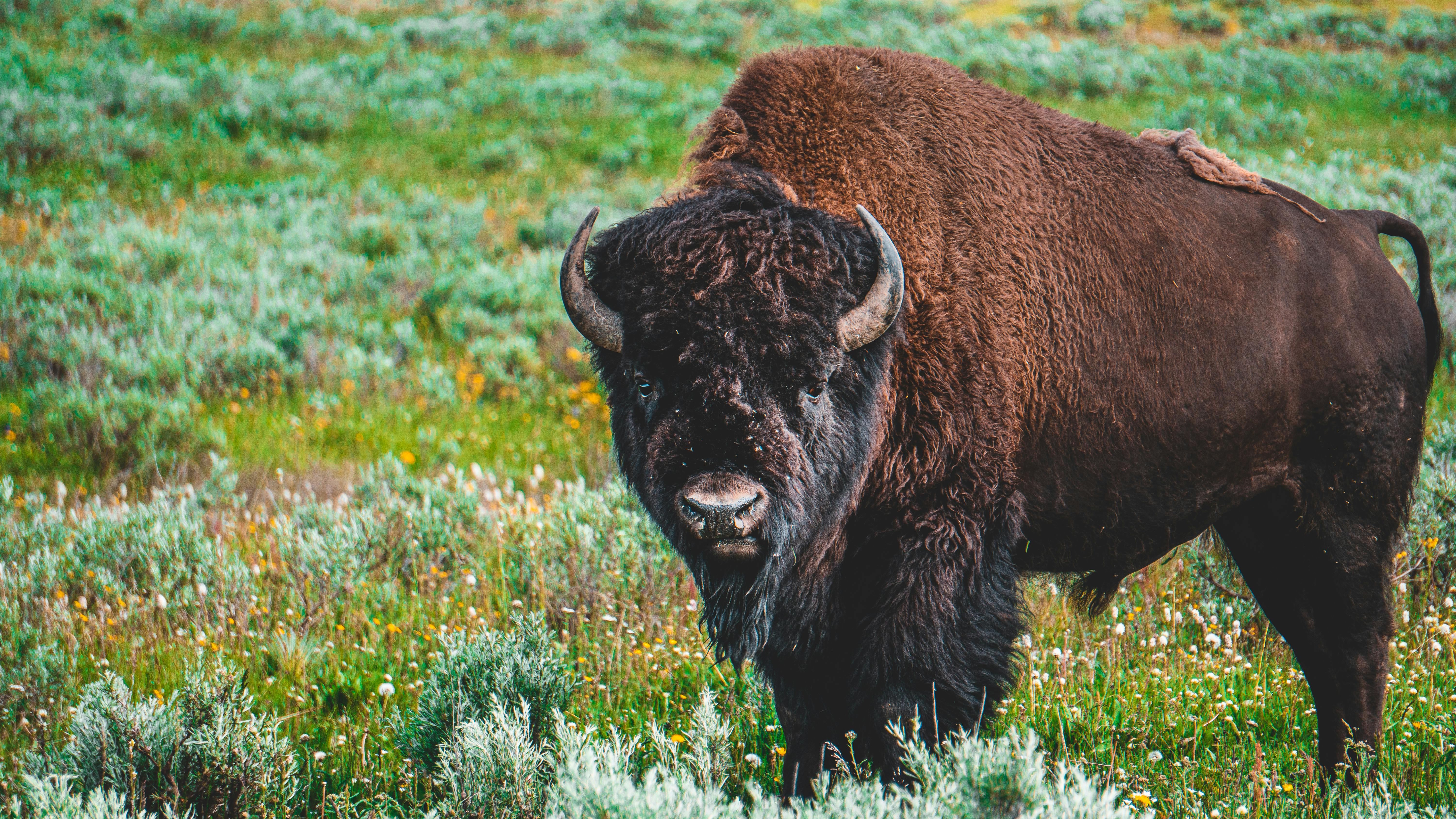 Remarkable Resurgence: The Return of the North American Bison