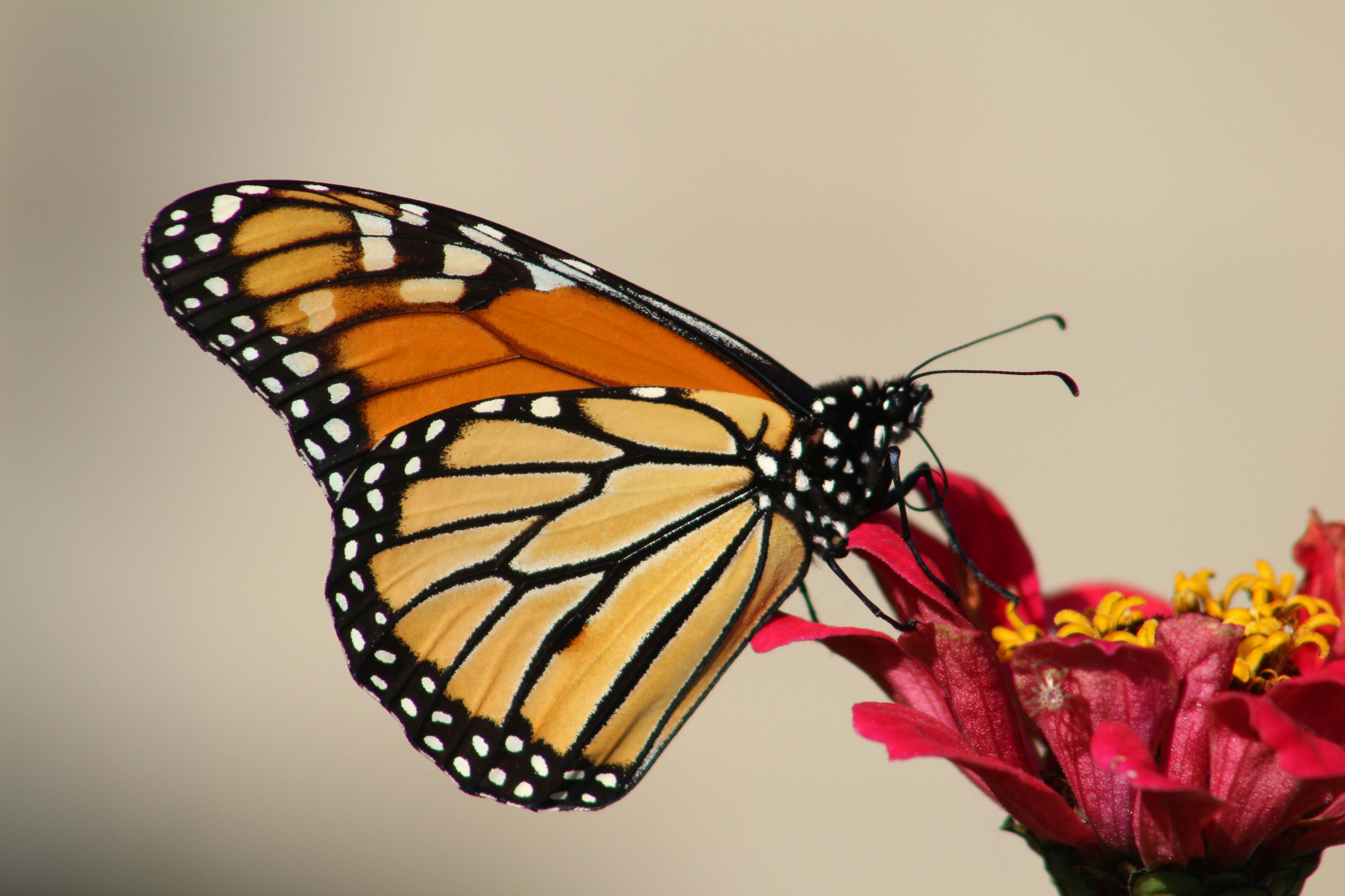 Unleashing the Fascinating World of Monarch Butterfly Migration