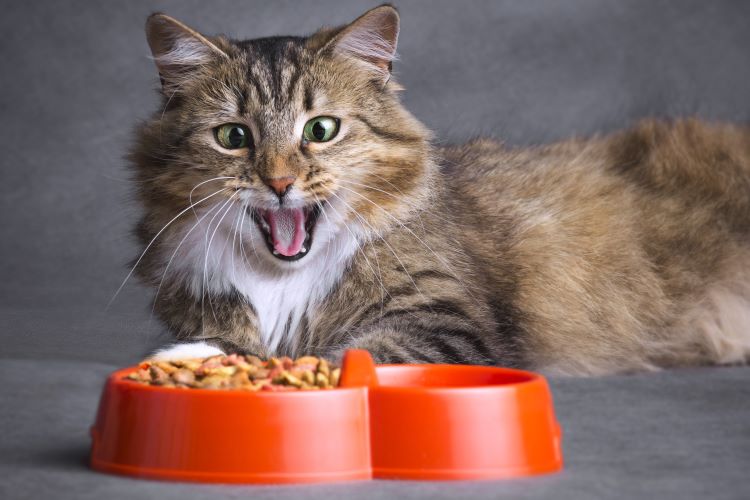 猫粮指南：如何选择最适合您爱猫的食物