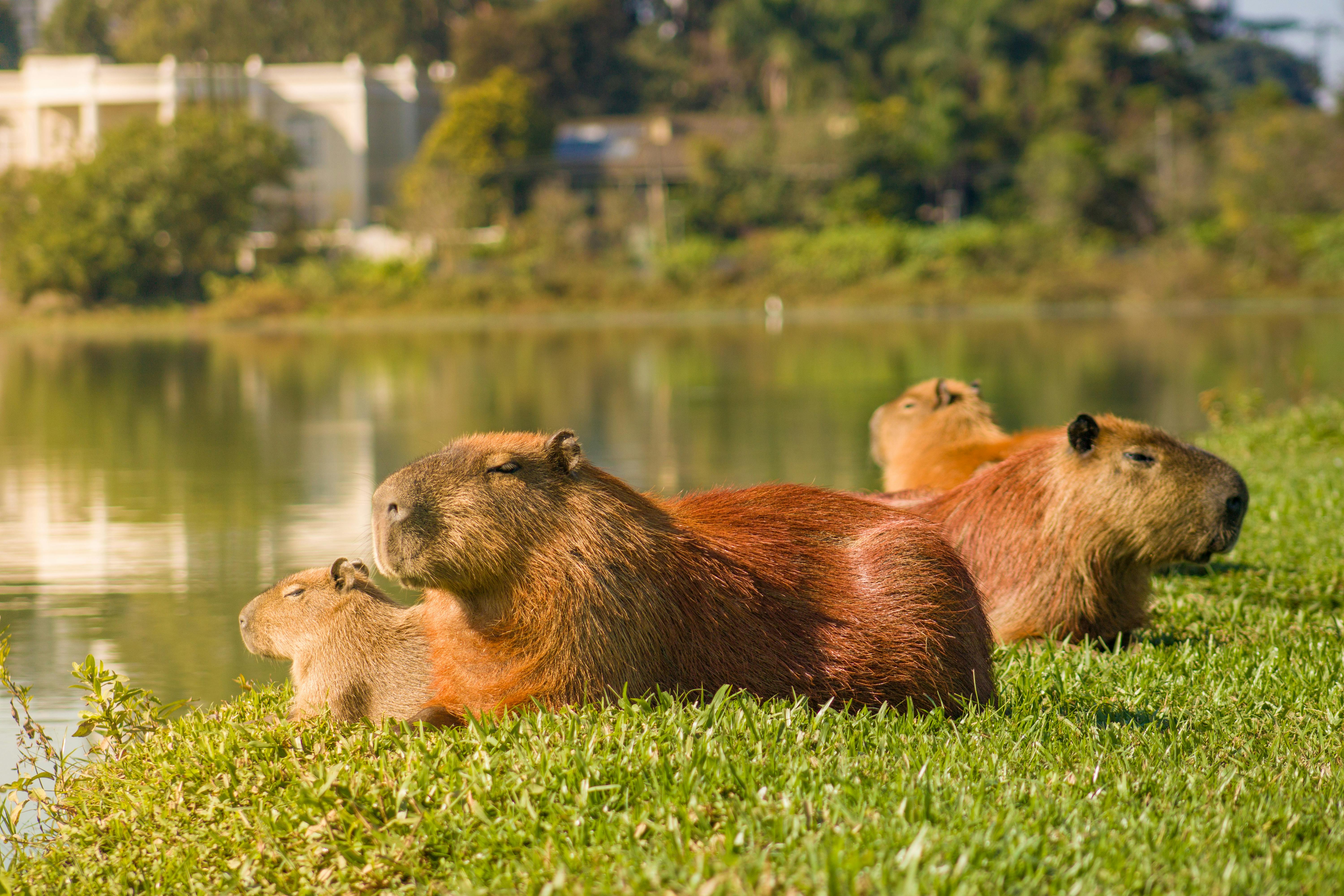 Unraveling the Intricate Social Structure of Prairie Dogs