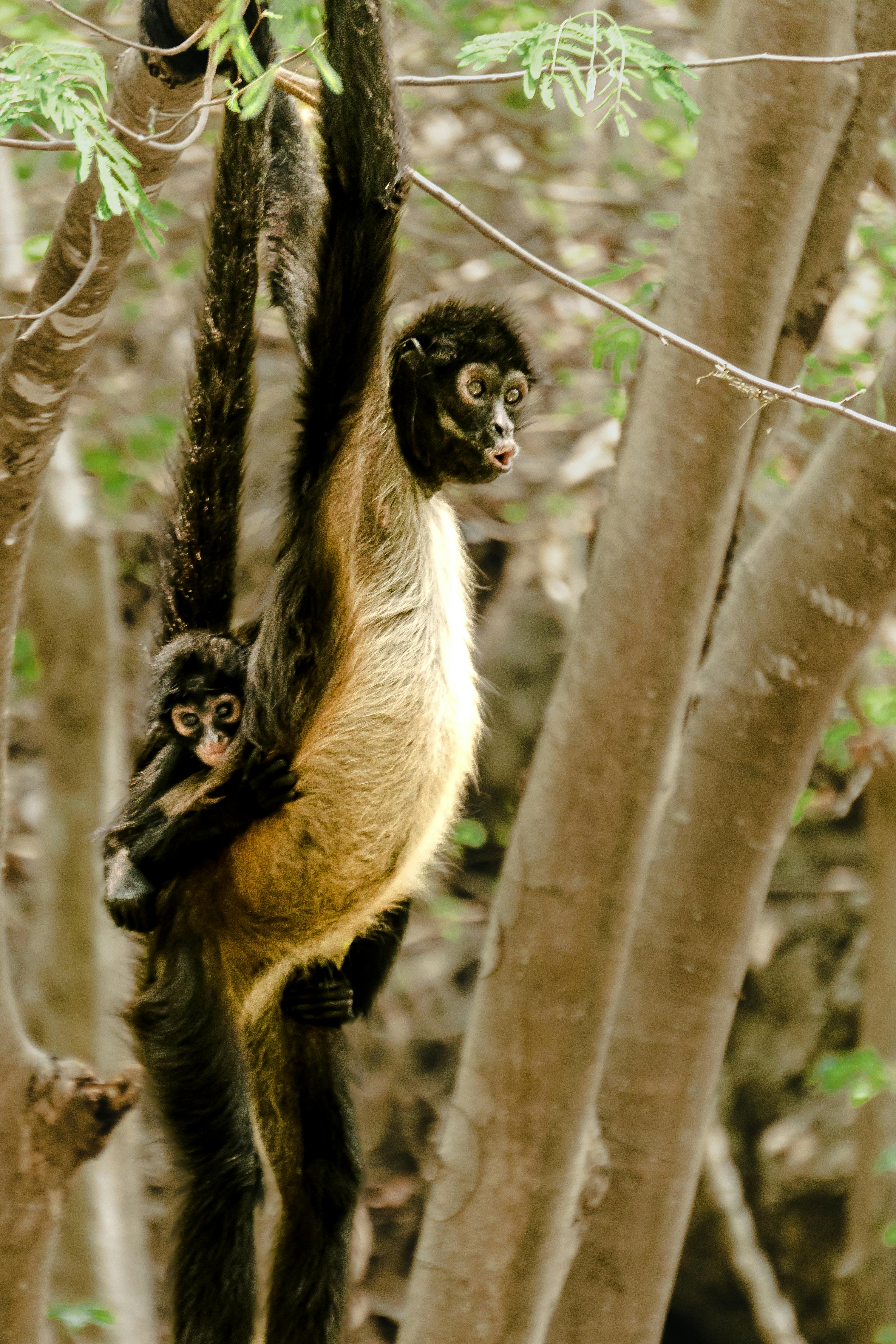 Unraveling the World of Spider Monkeys: Our Tree-Swinging Companions