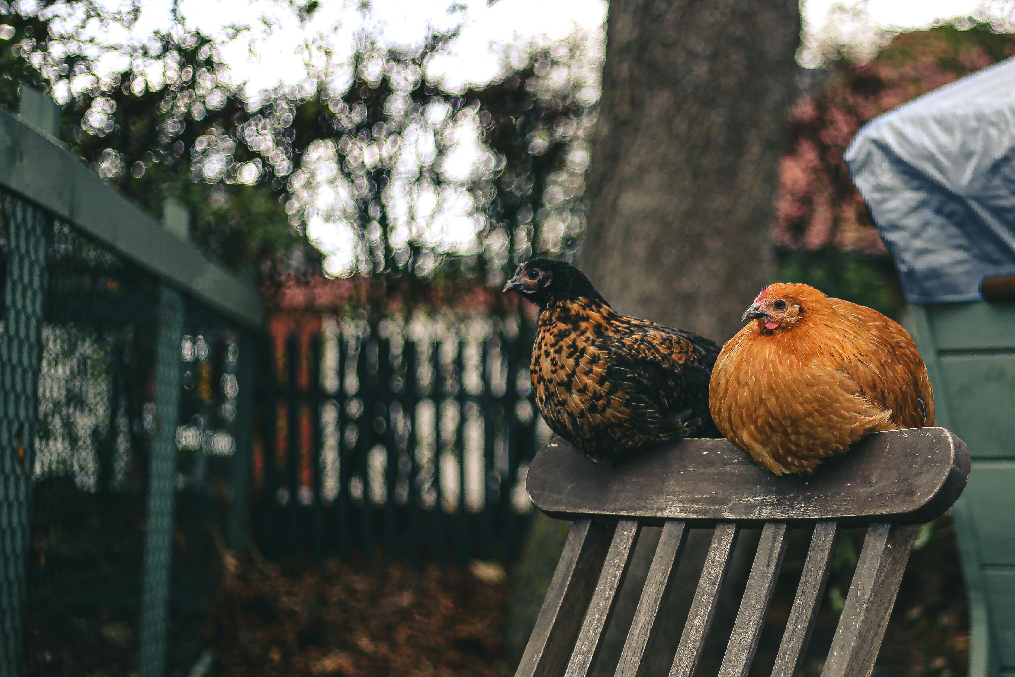 Understanding the Rising Popularity of Urban Chicken Keeping