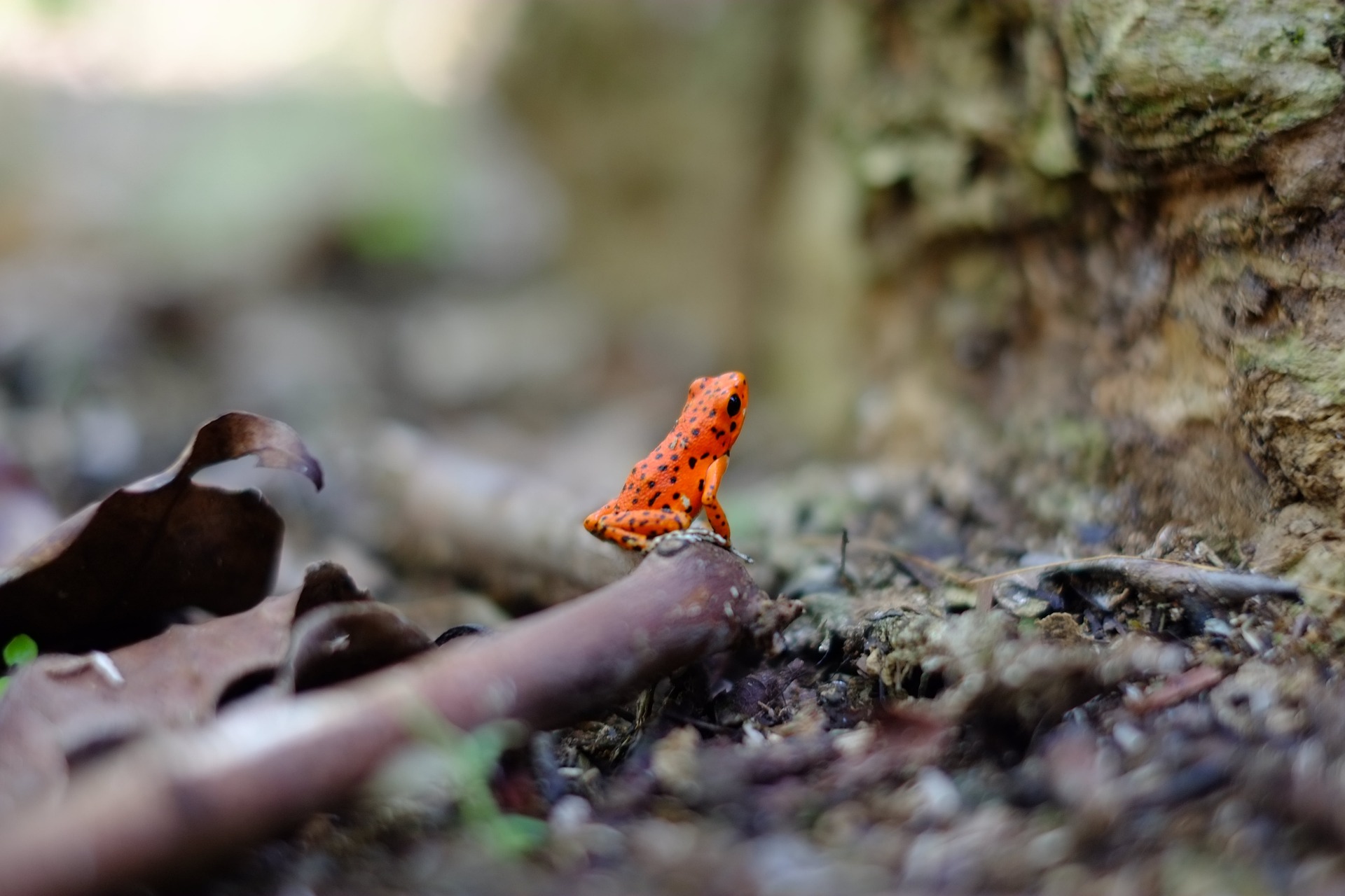 The Impact of Urbanization on Wildlife: Creating Safe Spaces for Animals in Your Backyard