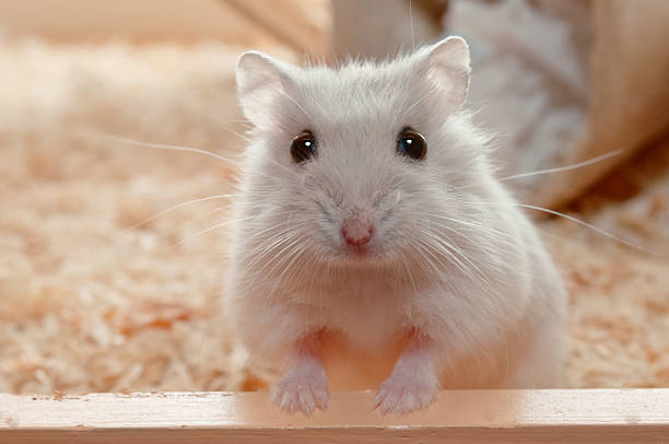 "Redefining Pet Care: The Rise of Enrichment Activities for Hamsters"