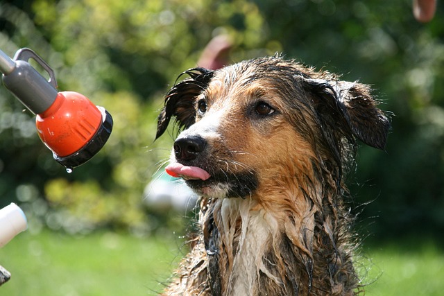 Your Guide to Dog Daycare and Grooming Services