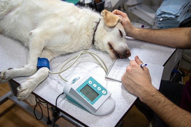 Эволюция ветеринарной телемедицины: Революция в уходе за домашними животными