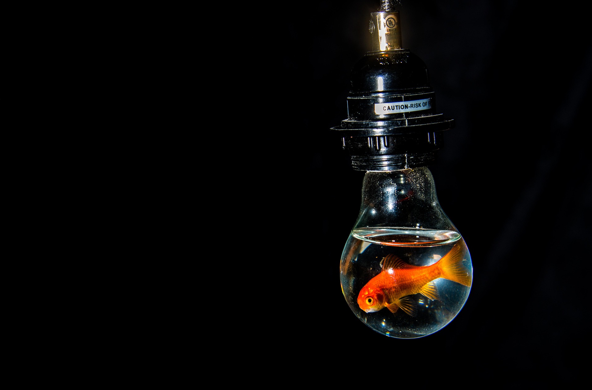 The Mystery of Goldfish Memories: More than a Three-Second Tale