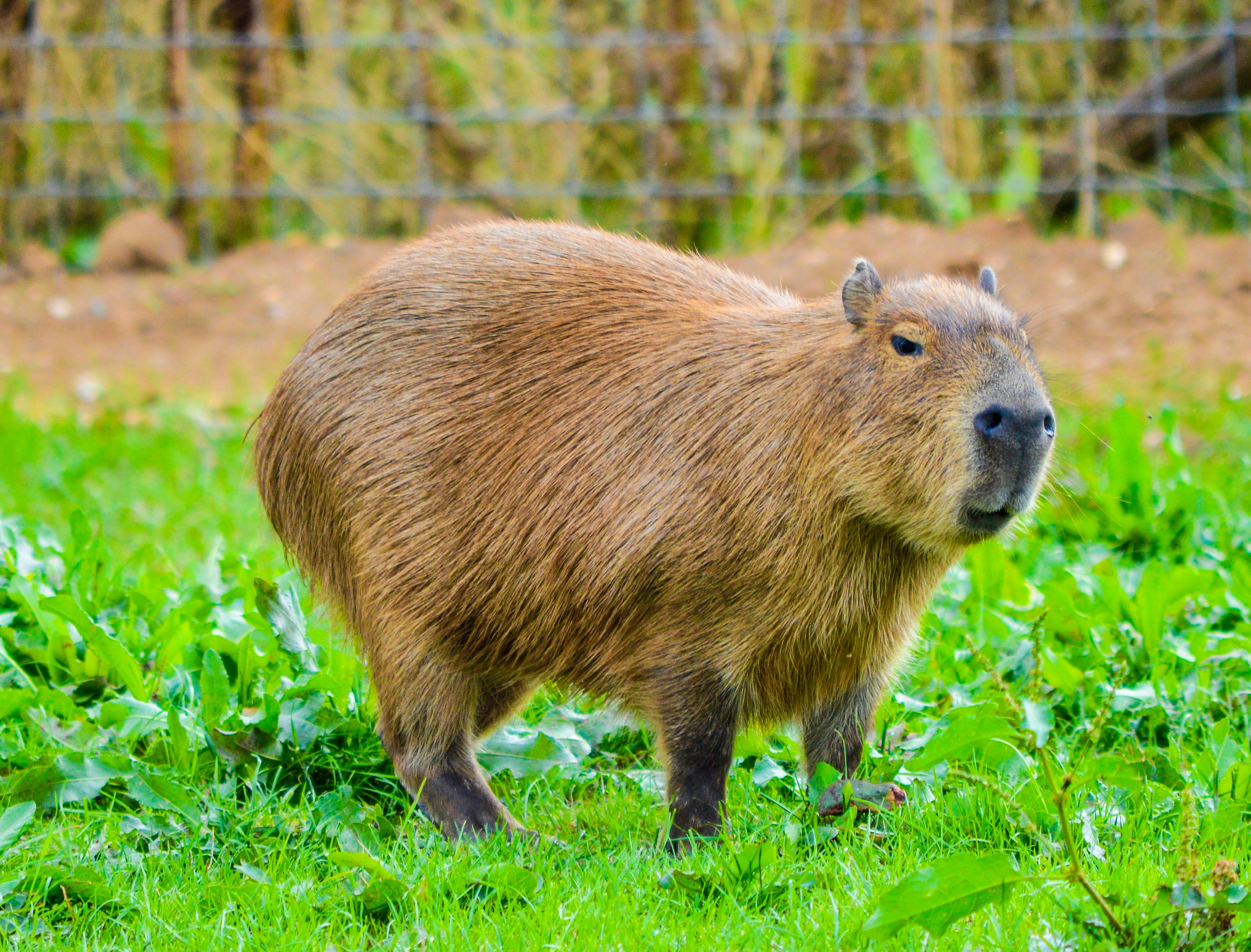 Discovering the Fascinating World of Capybaras: Earth’s Largest Rodents