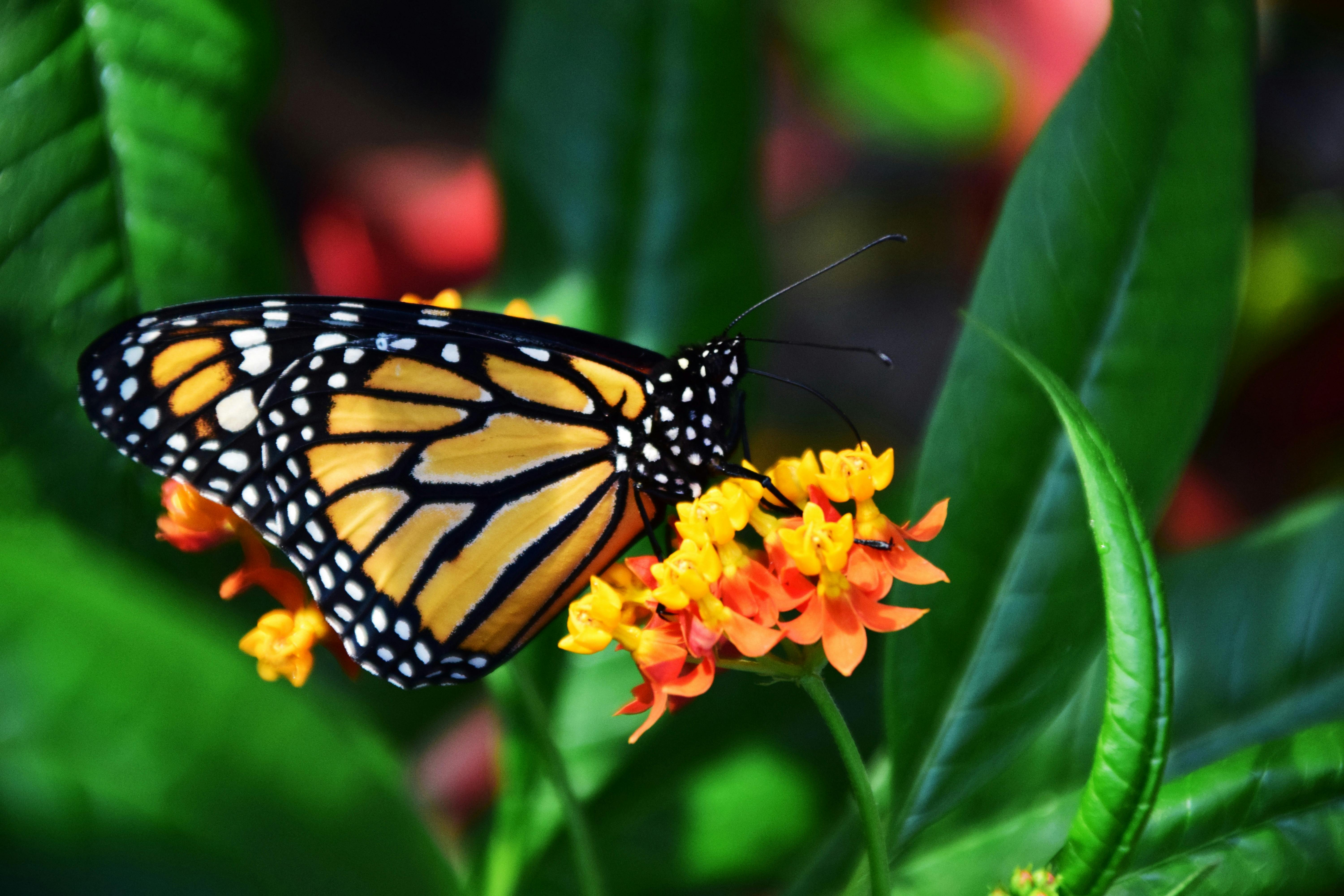 The Remarkable Journey of the Monarch Butterfly: A Tale of Resilience and Adaptation