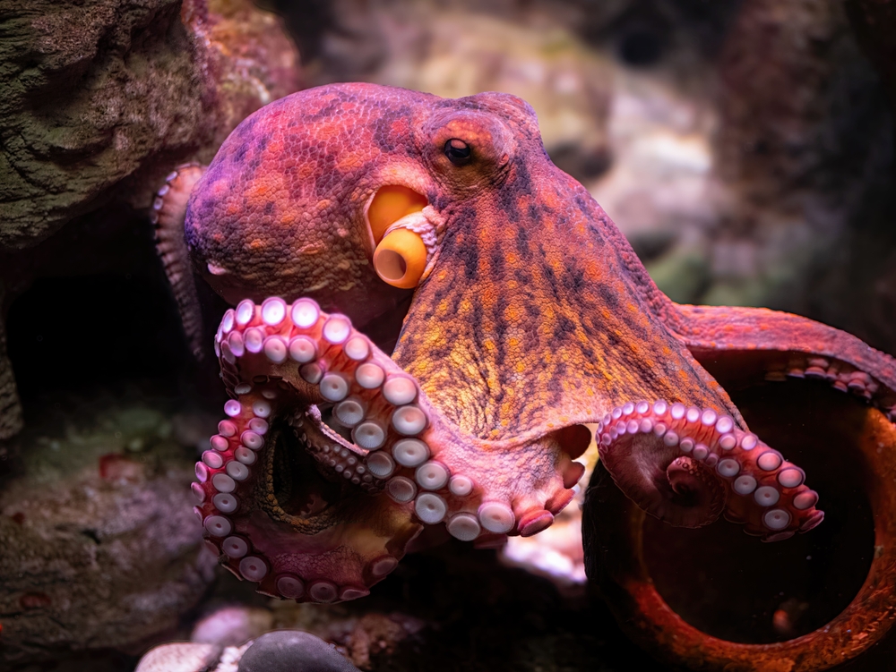 Unveiling the Astonishing Intelligence of Octopuses: An Underwater Enigma