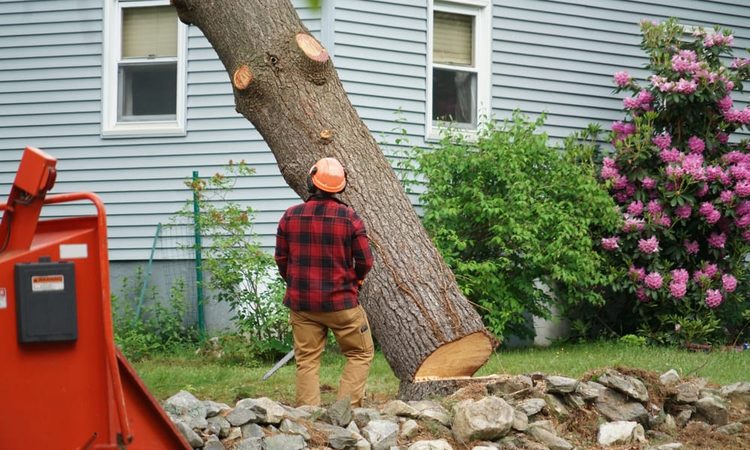 Combien coûte l’abattage d’un arbre en 2025 ? Découvrez les chiffres clés !