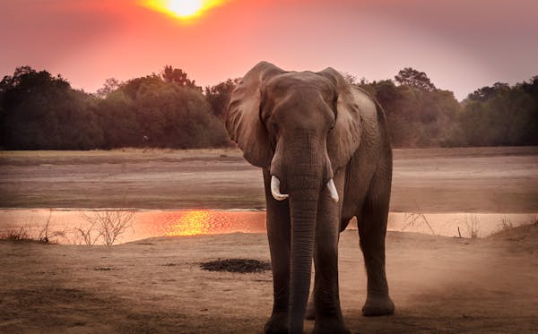 Unmasking the Hidden World of Asian Elephants: A Journey into Conservation and Coexistence