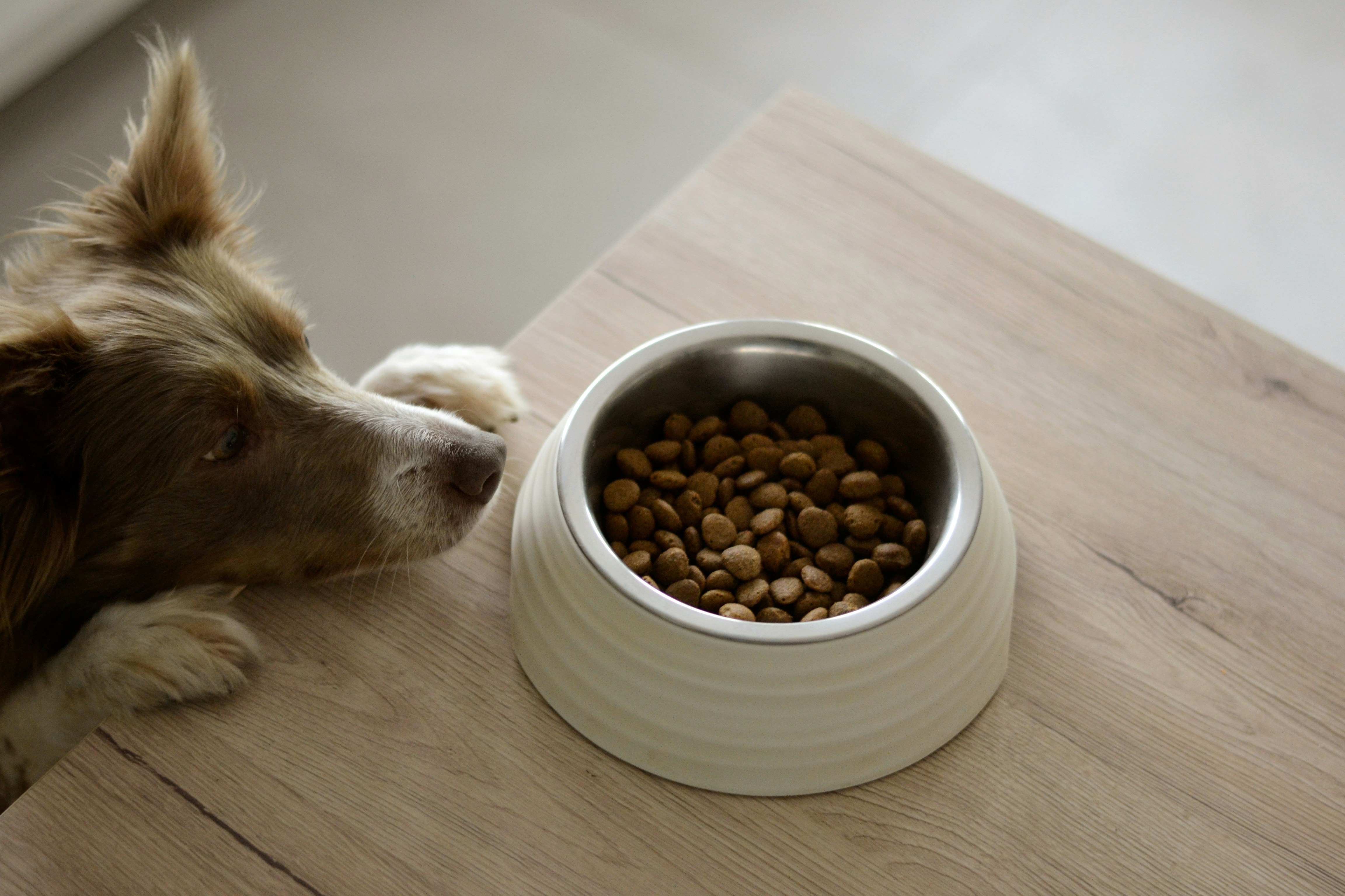 Crickets as Sustainable Pet Food: New Possibilities for Pet Nutrition and Environment 