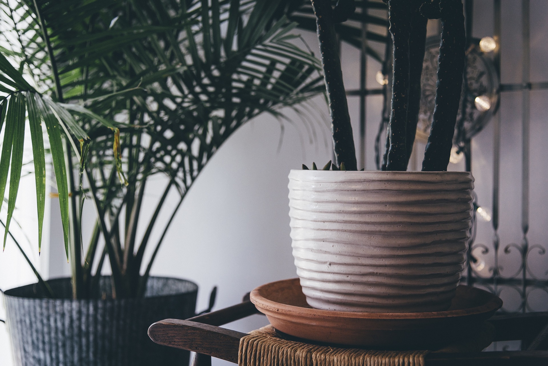 The Resurgence of Indoor Tropical Plants: A Fresh Take on Interior Design