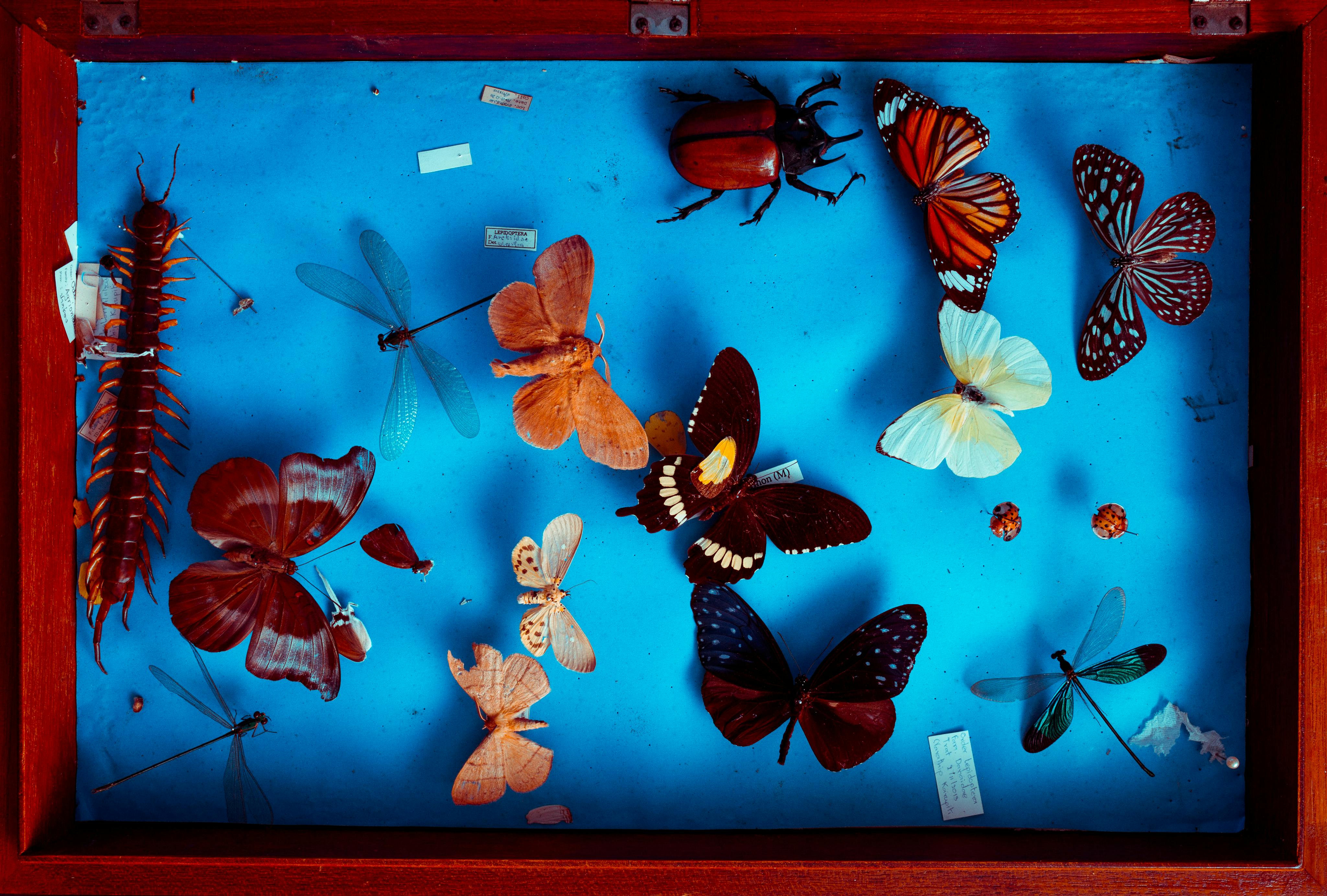 Shifting Paradigms: The Growing Popularity of Insect Pets