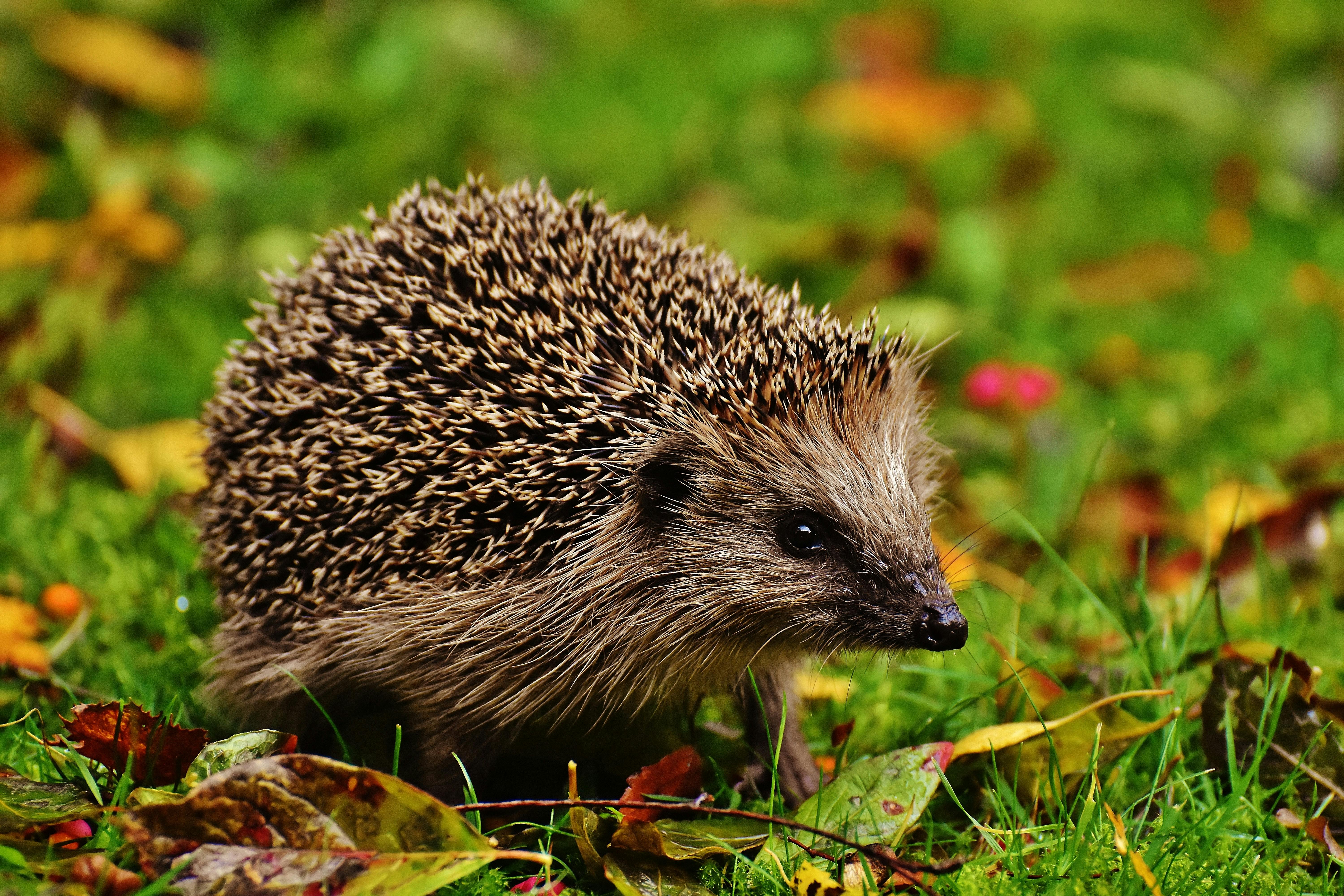 The Intriguing World of Hedgehog Pets: A Comprehensive Guide