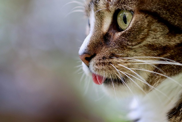 让您的猫咪更安全：关于猫微芯片的绝佳选择