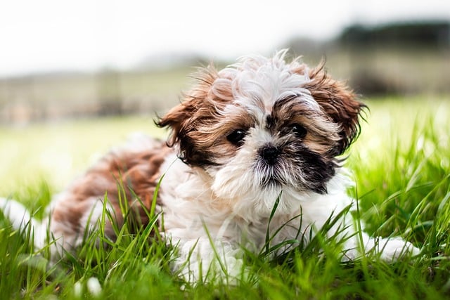 How to Find Adoptable Dogs in Your Local Area