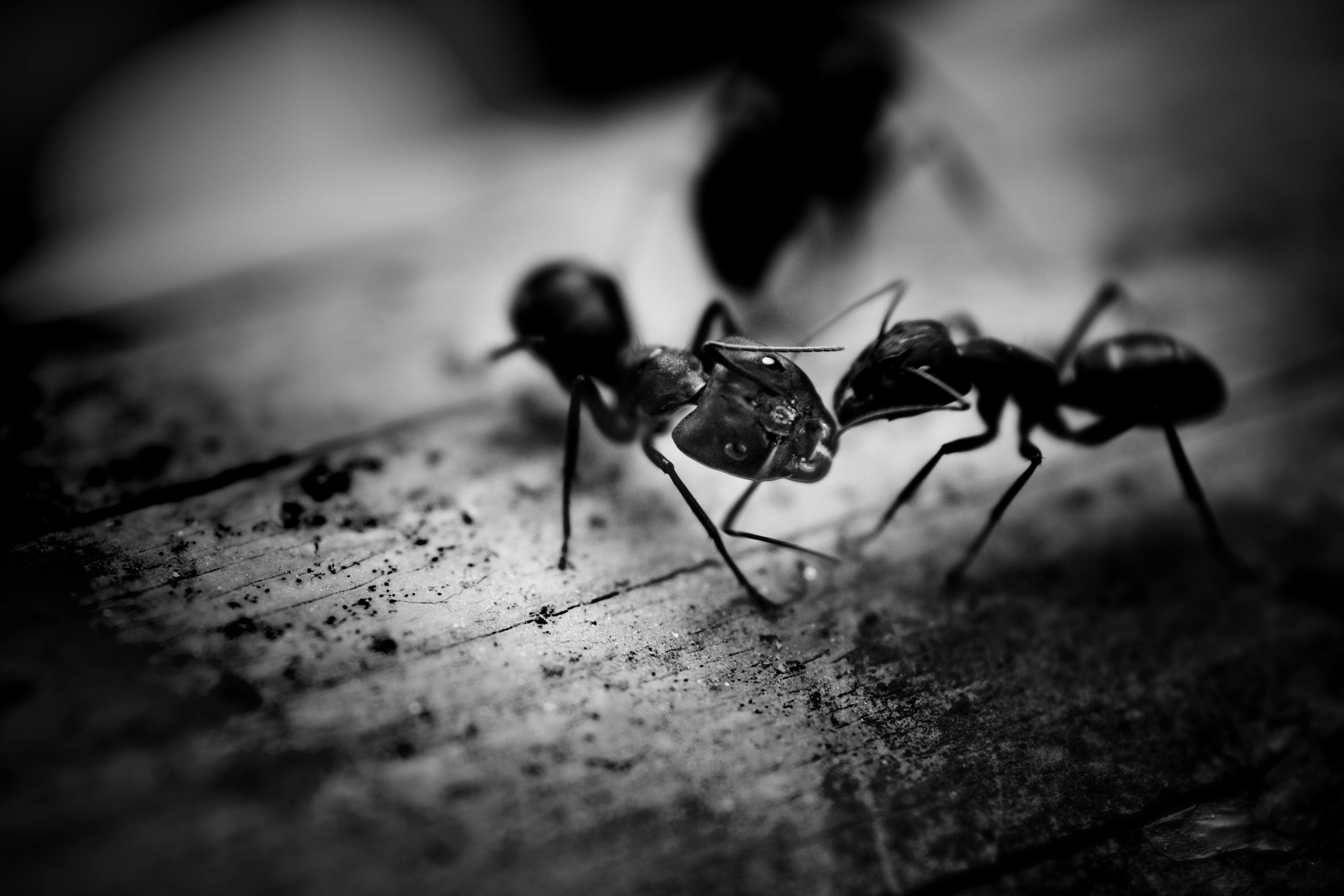 The Intriguing World of Leafcutter Ants: An Insight Into Their Complex Society