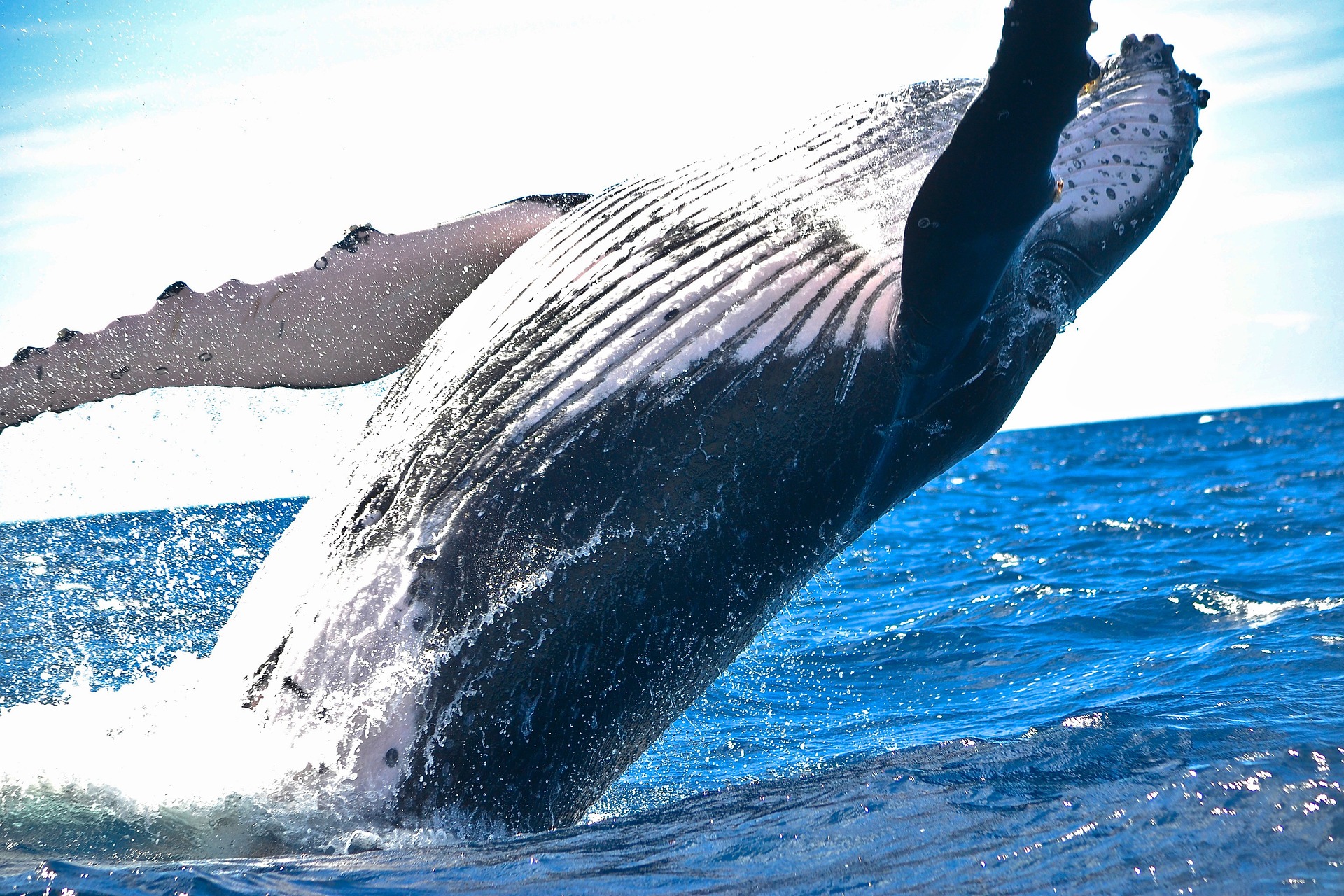 The Extraordinary Life of Whales: Giants of the Deep