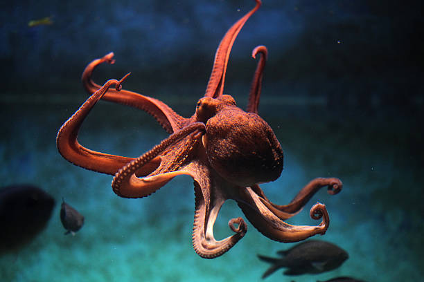 The Fascinating World of Octopuses: Unraveling the Mysteries of these Intelligent Invertebrates