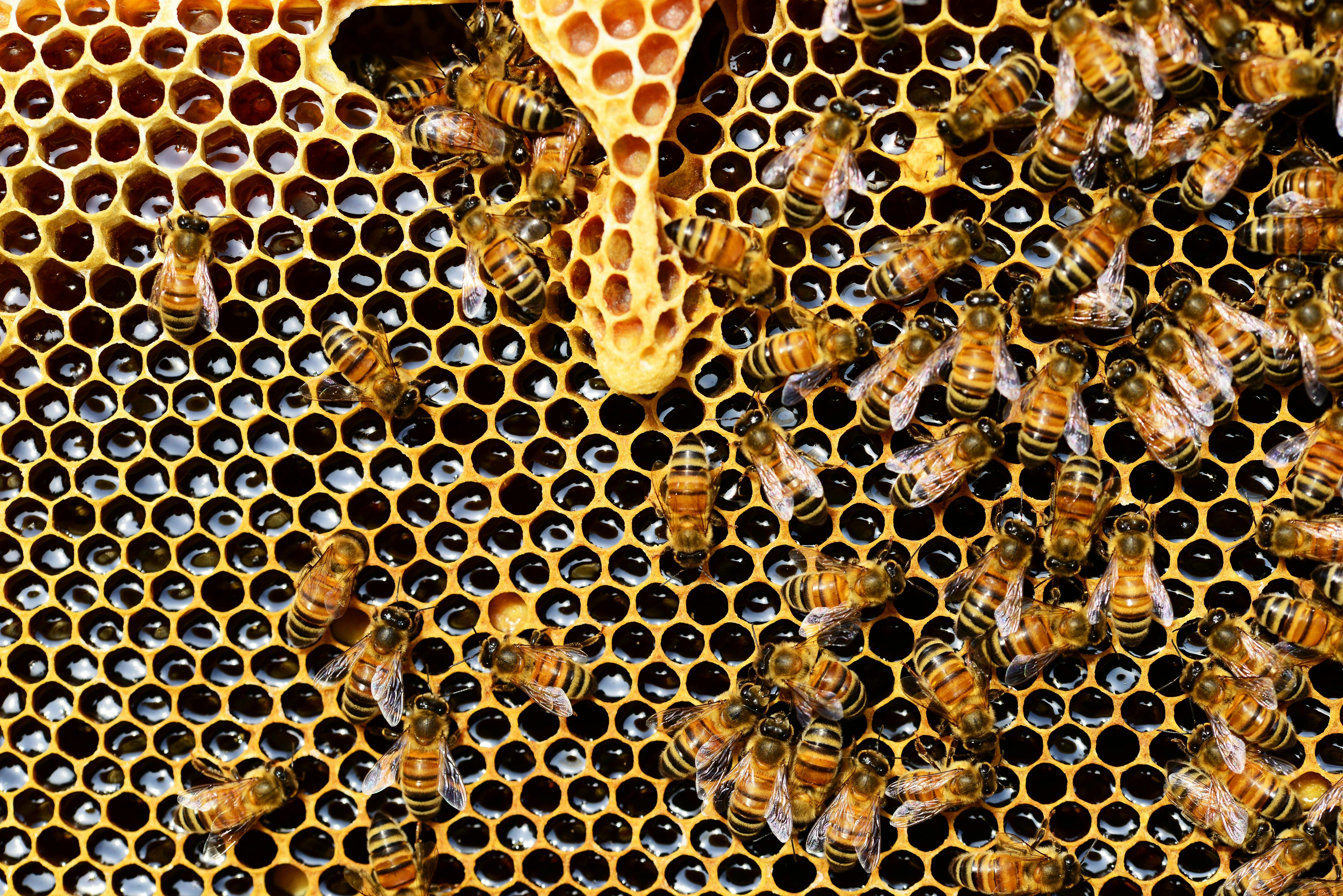 Rediscovering the Importance of Bees in Modern Agriculture